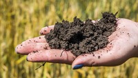 Навіть глина буде, як пух: чим краще розпушити важкий ґрунт?