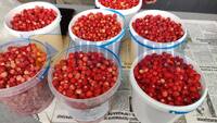 На ринку у Рівному з’явилася суниця: скільки коштує ягода? (ФОТО) 