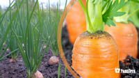 Чому морква і цибуля повинні рости разом: хитрий спосіб вирішити 2 проблеми 
