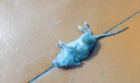 «З дохлими мишами, клопами і грибком на стінах»: у мережі показали лікарню в росії (ФОТО)
