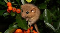 «Схожа на мишу, але до мишей не відноситься»: У нацпарку на Рівненщині помітили рідкісну тварину  