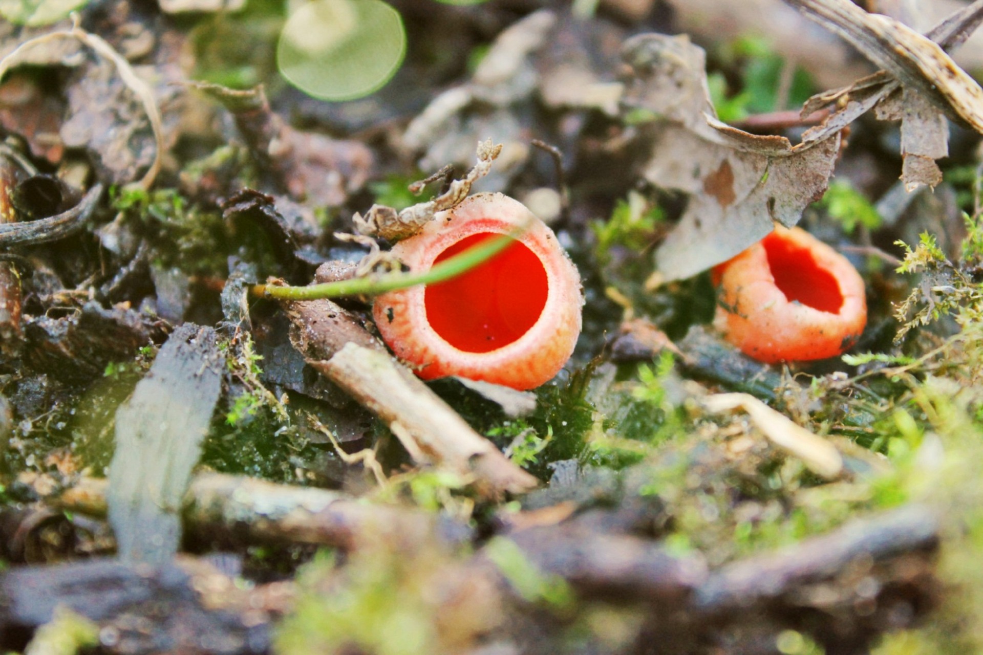 Авторка фото - Юлія Іванчук