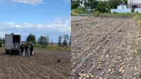 Шалений врожай: мешканка Рівненщини скаржиться на те, що дуже БАГАТО картоплі (ВІДЕО 18+)