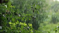 Як допомогти рослинам перенести період затяжних дощів: інструкція з 4 кроків