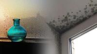 Вікна перестануть пливти: Як позбутися конденсату та цвілі у вашому домі