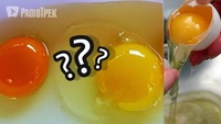 Відомі міфи про курячі яйця, в які соромно вірити в XXI столітті