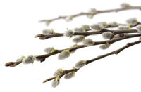 Куди подіти гілочки верби після Вербної неділі: прості правила й заборони 