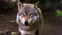 Самотній вовк: у Чорнобилі помітили невиліковно хворого сірого красеня (ФОТО)