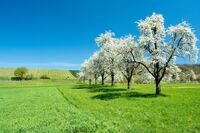 29 квітня — День дев’яти цілителів: що не можна робити, щоб не накликати хвороби