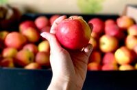 Ціни на яблука встановили черговий рекорд
