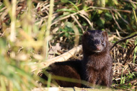 На Рівненщині помітили американську норку: як виглядає рідкісна гостя