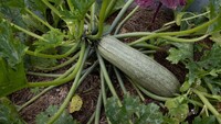 Що робити, якщо кабачки гниють на городі: дієві поради, які врятують врожай 