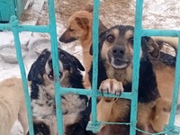 У Рівному через російські «шахеди» постраждав притулок для тварин