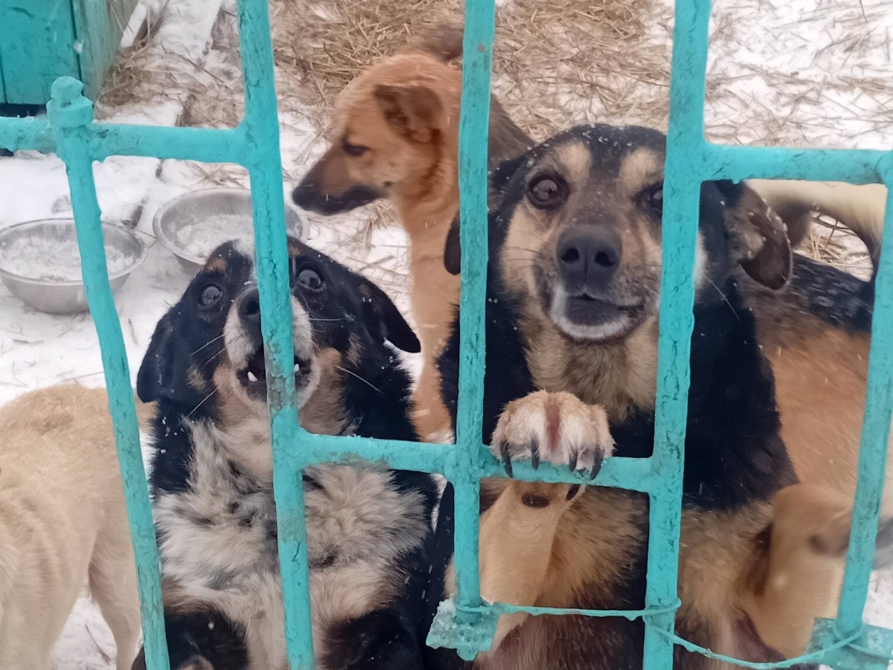 У Рівному через російські «шахеди» постраждав притулок для тварин