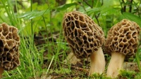 Небезпечні гриби продають на ринках Рівненщини. Якими найчастіше труяться?
