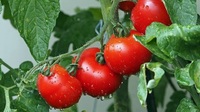 Унікальний німецький спосіб висадки томатів: такого врожаю ви ще не бачили!