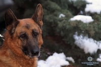 Скільки злочинів допомогли виявити собаки на Рівненщині  (ФОТО)