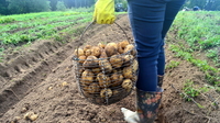 Восени на грядку вношу це, навесні висаджую картоплю: збираю по 2 відра бульб з куща 