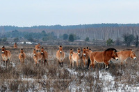 Із зашморгами на шиях: у Чорнобильській зоні невідомі жорстоко вбивають коней Пржевальського (ФОТО 12+)