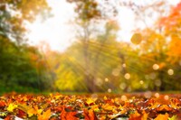 Короткочасне потепління охопить Україну: Дата