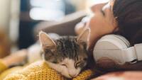 Коти лягають господарям на груди чи живіт: Що це означає насправді?