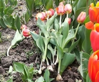 На клумбах Рівного за ніч знищили тюльпанів на 13 тисяч гривень (ФОТО)