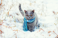 5 порід котів, що люблять сніг