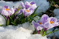 Коли чекати весну: прогноз кліматолога