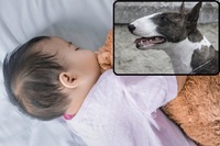 Собака загриз до смерті сплячу 3-місячну дівчинку у власному будинку 