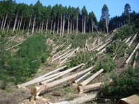 Зі стріляниною у лісі на Рівненщині затримали крадіїв деревини