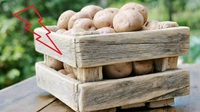 Поруч із чим категорично забороняється зберігати картоплю