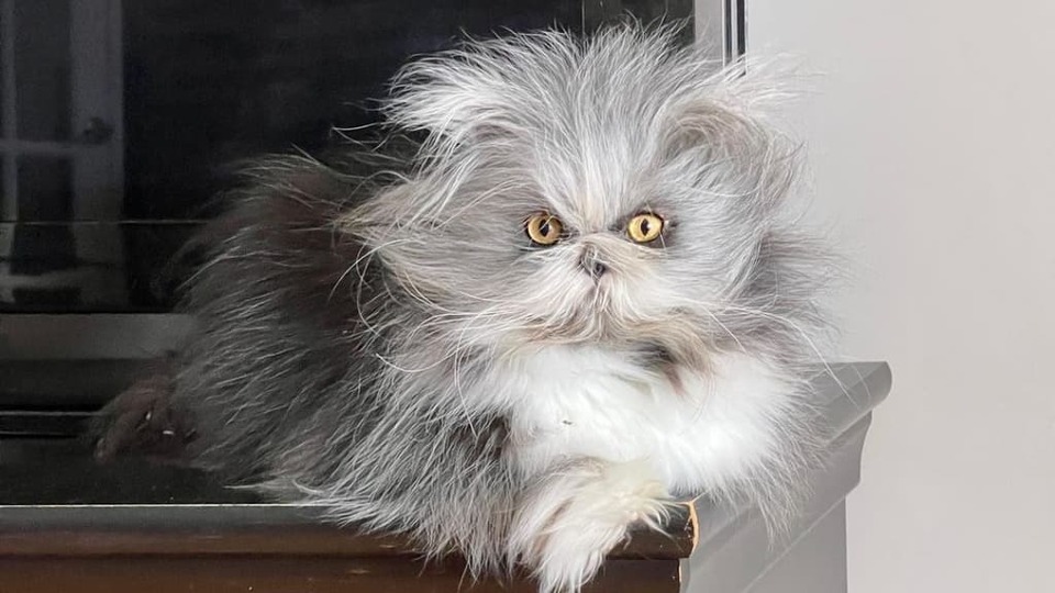 На фото - перський кіт 