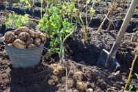 Коли копати картоплю у вересні: сприятливі і геть непідходящі для цього дні