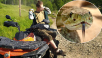 На Закарпатті змія вкусила 17-річного туриста (ФОТО)