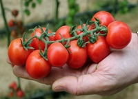 Як підготувати грядки під помідори на наступний сезон: секрети вдалого врожаю 