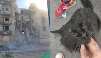 З-під завалів будинку біля Бучі витягли рідкісного кота (ФОТО)