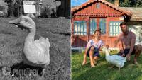 Застала СРСР: Померла найстарша гуска в Україні. Скільки років прожила Ґаґа