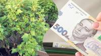 У вас на городі росте справжній скарб: на якій ягоді можна заробити 4 000 грн