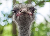 Неймовірні фото тварин із Рівненського зоопарку (ФОТОРЕПОРТАЖ) 