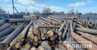 На пилорамі у Рівненській області виявили деревину без документів та бирок