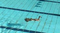 У басейн спорткомплексу у Львові запливла качка з каченятами (ФОТО)
