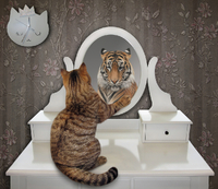 Ось, що насправді бачать коти у дзеркалі