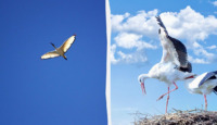 Чому після зими лелеки завжди повертаються в Україну: відповідь мало хто знає