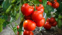 Домашні помідори у червні: як отримати супер-ранній урожай