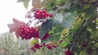 Калина біля хати: добро чи прихована небезпека — що кажуть народні прикмети