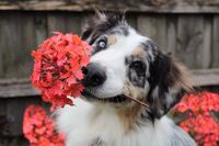 Отруйні квіти для собак: що робити, якщо домашній улюбленець їх з’їв