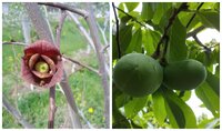 Не боїться хвороб, шкідників: Садівник з Рівненщини назвав фрукт, який «охопить український ринок»