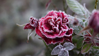 Не переживуть мороз та холод: рослини, які обов'язково треба вкрити на зиму 