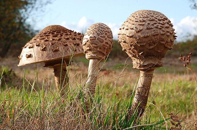 Гриби-парасолі