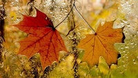 Останній теплий день: На початку листопада на Рівненщині похолоднішає